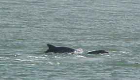 Dolphins