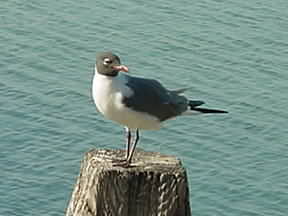 Seagull