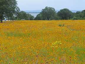 wildflowers