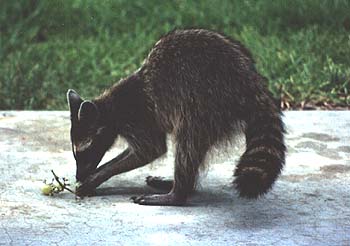 raccoon