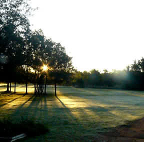 The Treehouse View