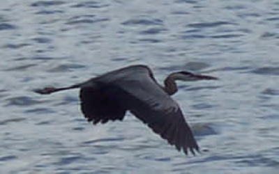 Blue Heron on Lake Conroe