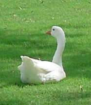 Lake Tawakoni Goose