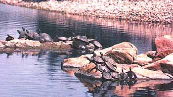 turtles in the creek