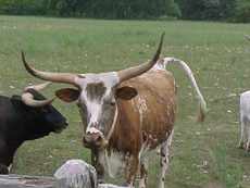 Texas Longhorns