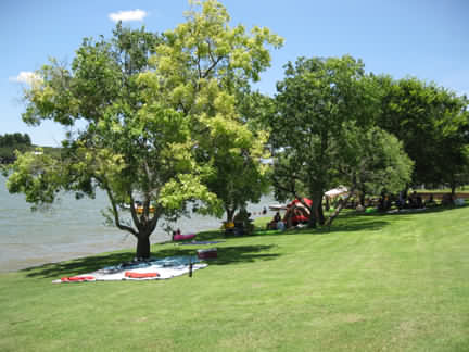 Trees on the shoreline