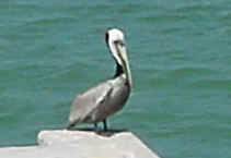 Pelican