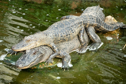alligators